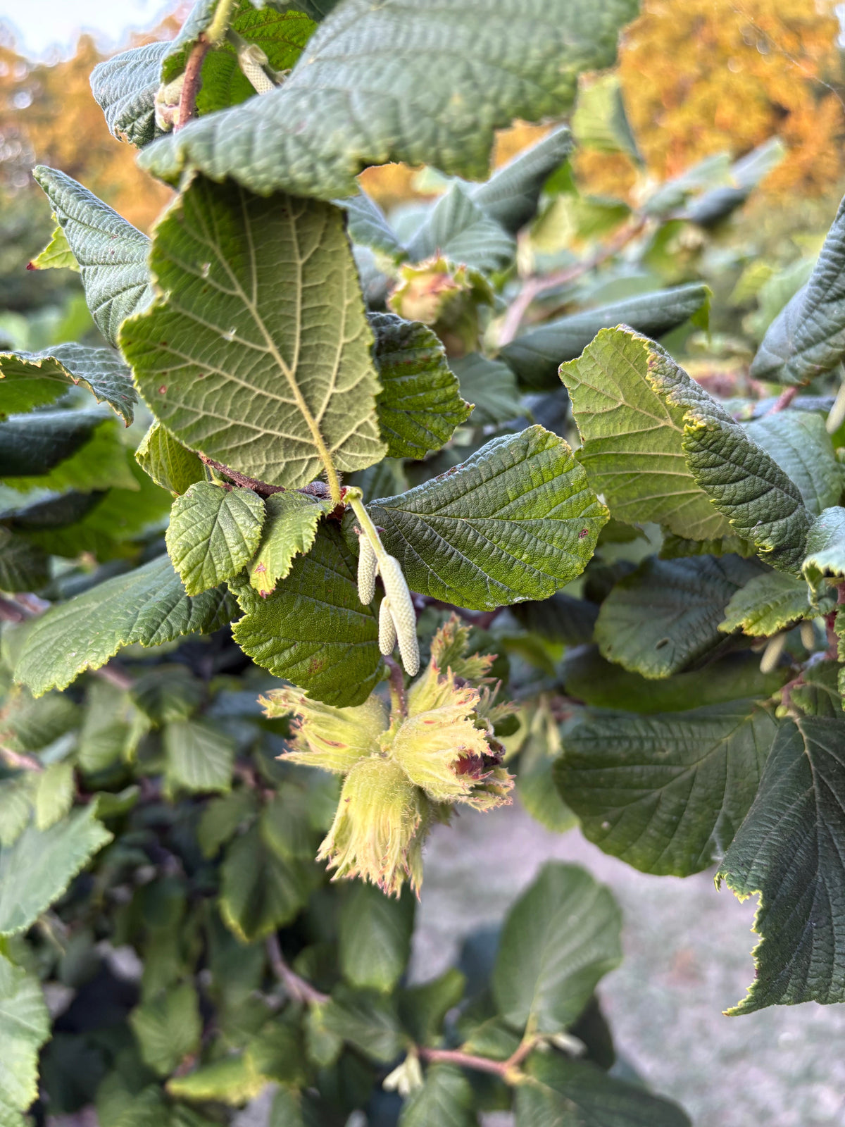 Why Are Catkins Growing While This Year’s Hazelnuts Are Still on the Tree?