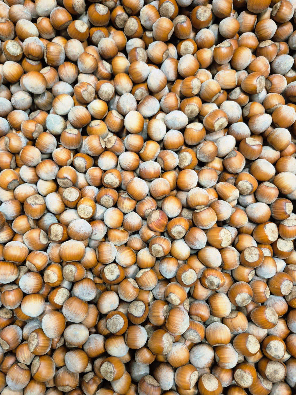 Bulk Ontario Hazelnuts - In-Shell (per kg)
