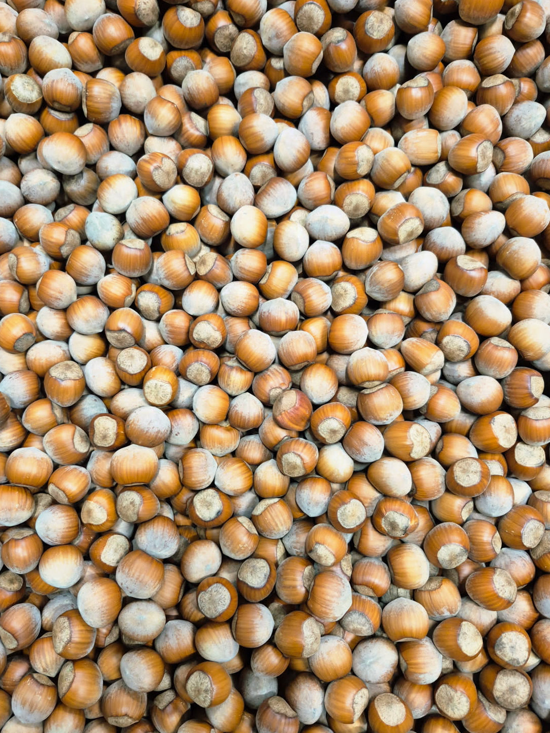 Bulk Ontario Hazelnuts - In-Shell (per kg)