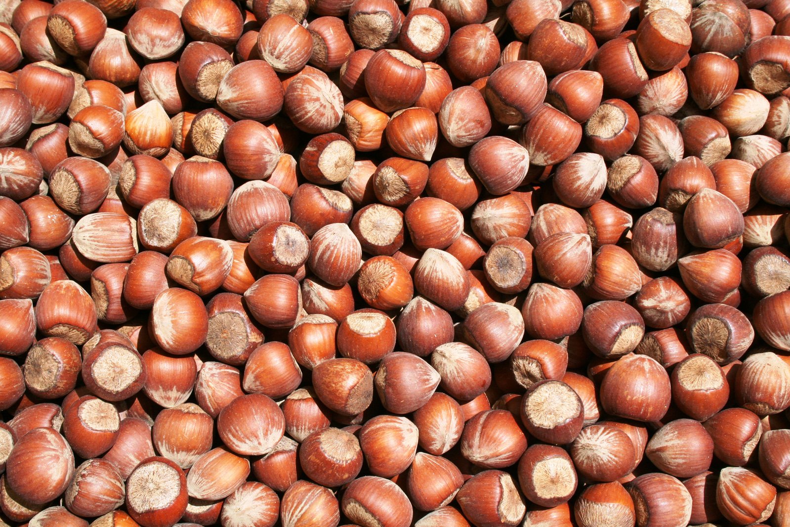 Bulk Ontario Hazelnuts - In-Shell (per kg)